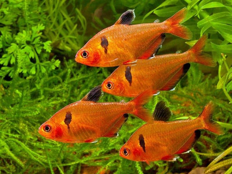 puffer, Tetra, Ghost and many more fishes 2