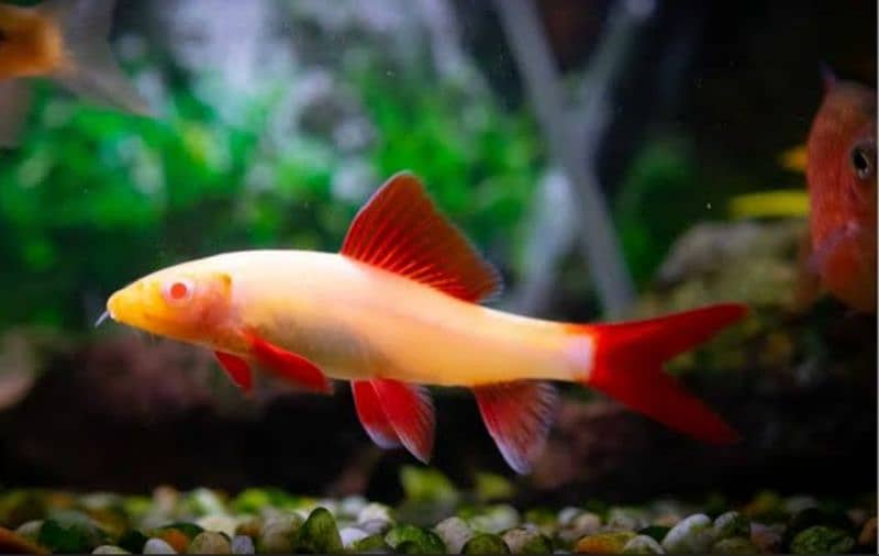 puffer, Tetra, Ghost and many more fishes 4
