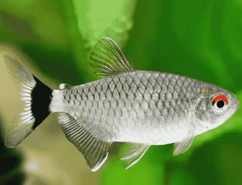 puffer, Tetra, Ghost and many more fishes 6