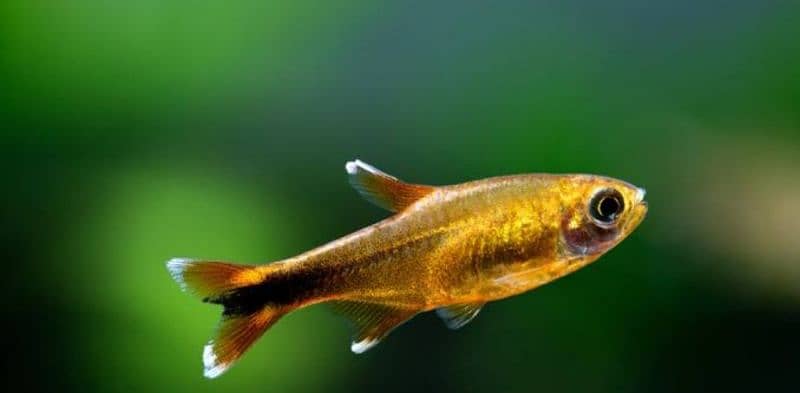 puffer, Tetra, Ghost and many more fishes 7