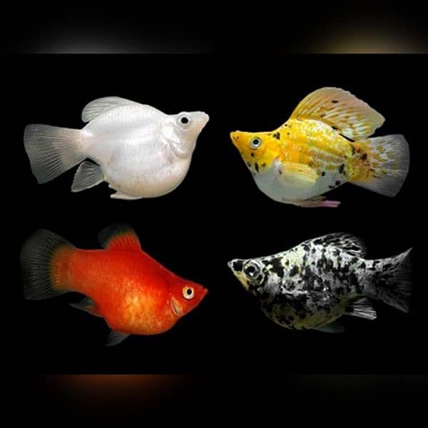 puffer, Tetra, Ghost and many more fishes 8