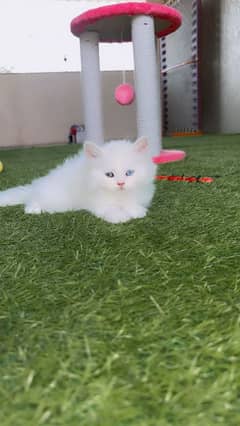 pursian