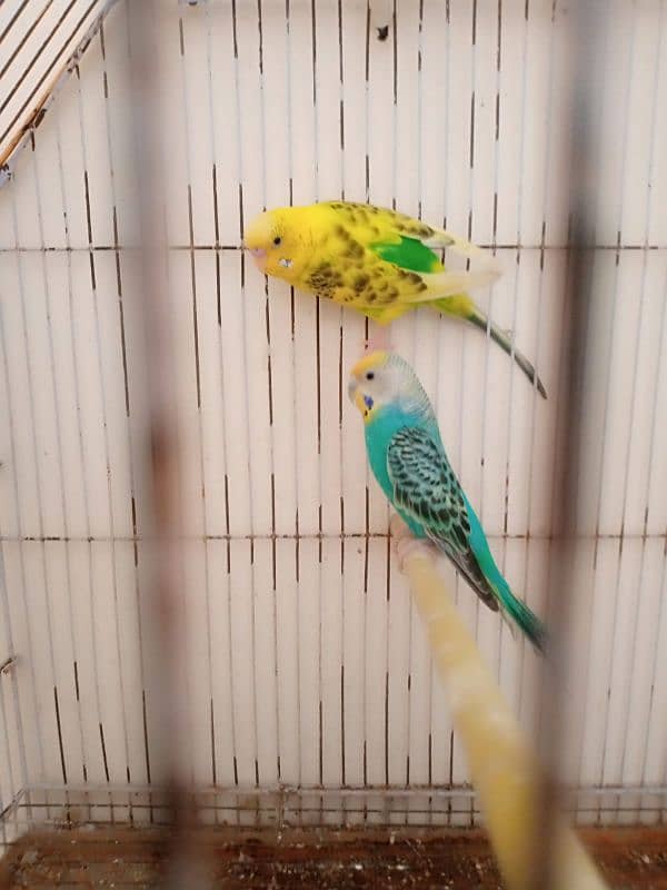 bajri cocktails birds for sale 2