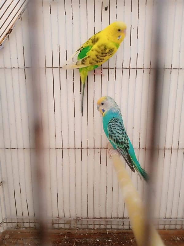 bajri cocktails birds for sale 3