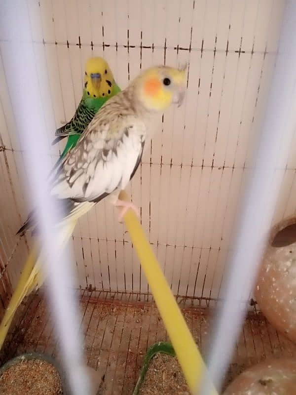 bajri cocktails birds for sale 1