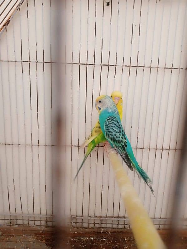bajri cocktails birds for sale 5