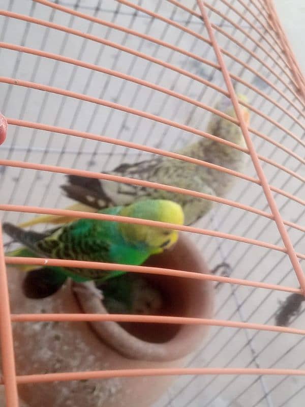 bajri cocktails birds for sale 6