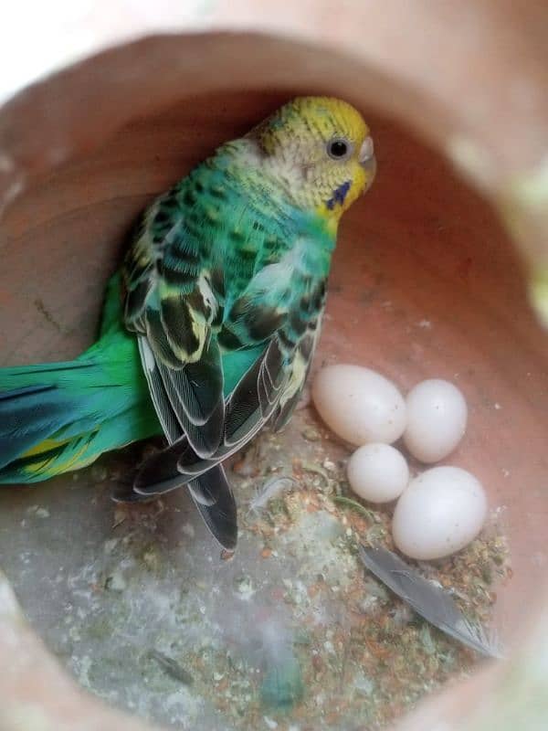 bajri cocktails birds for sale 0