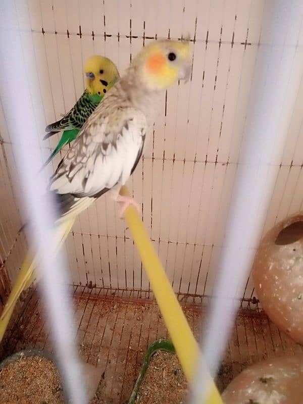 bajri cocktails birds for sale 7