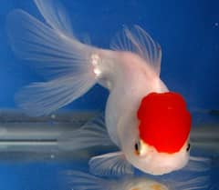 Red cap ornada, Black moor, Goldfish