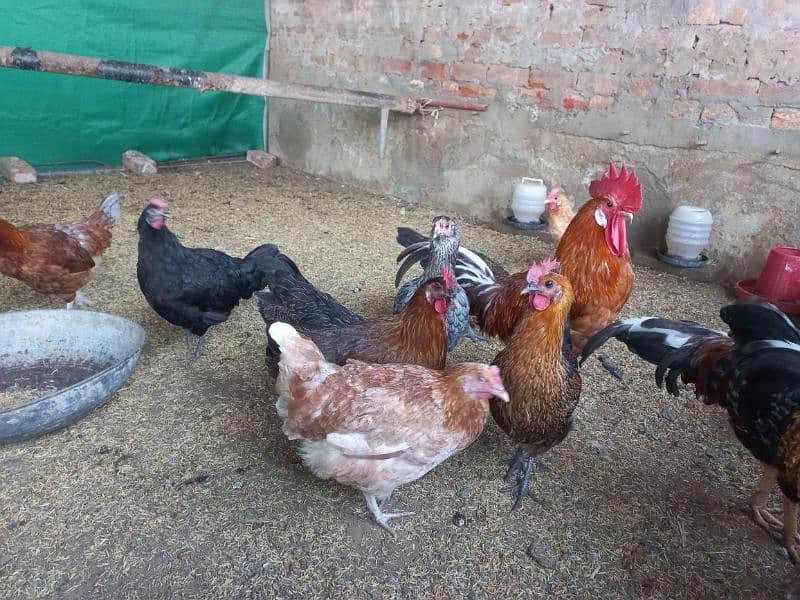 Eggs laying Hen 1+5 set 0