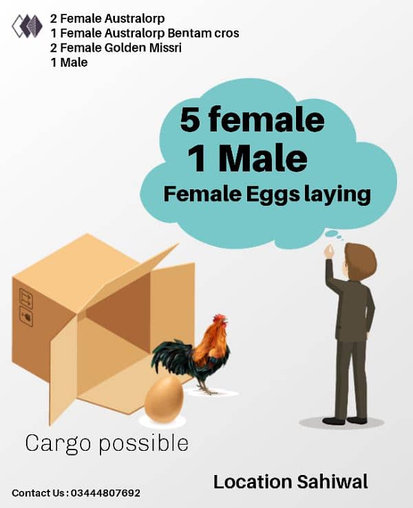 Eggs laying Hen 1+5 set 1