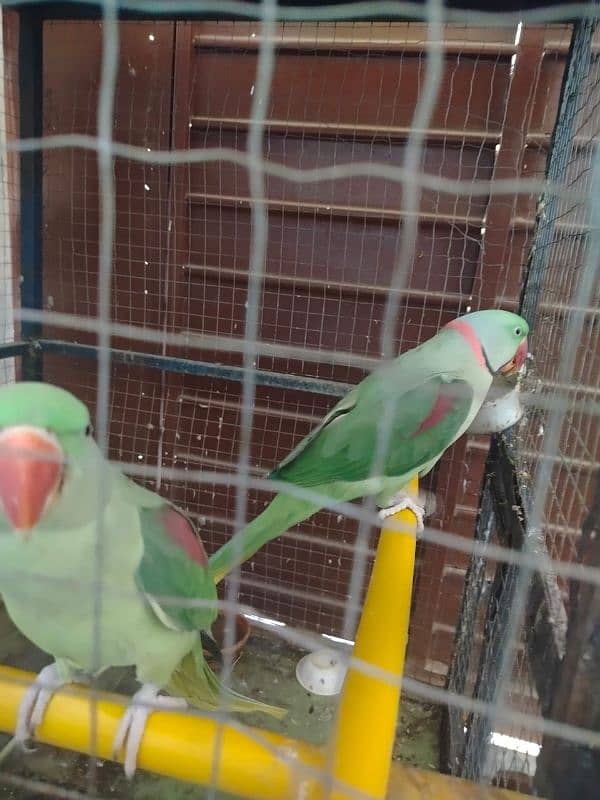 raw parrot talking parrot 0