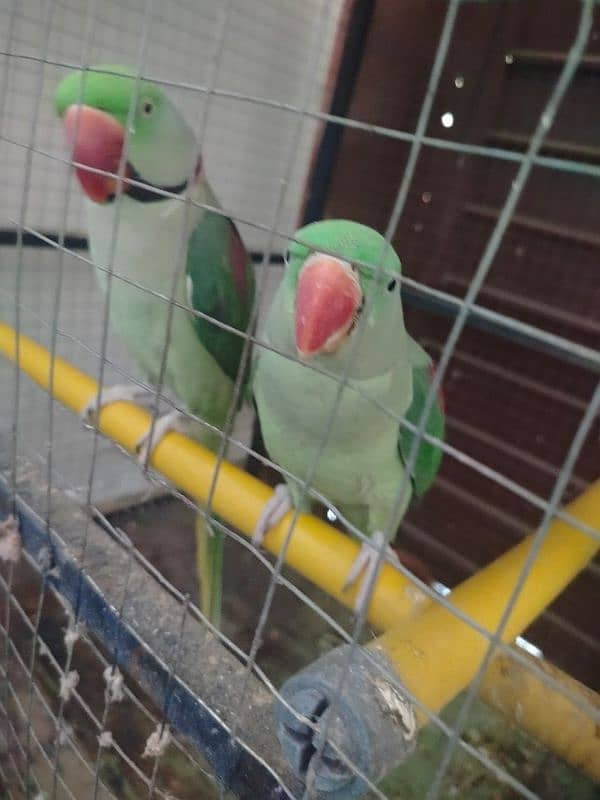 raw parrot talking parrot 1