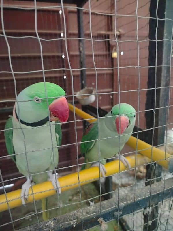 raw parrot talking parrot 2