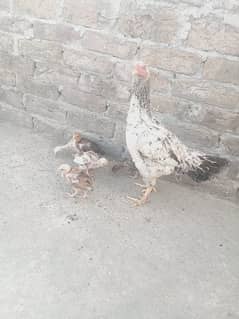 Aseel quality hens with quality mianwali chicks