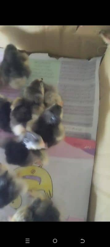 chicks haveay Buff 1