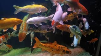 Koi fish (upto 2ft)