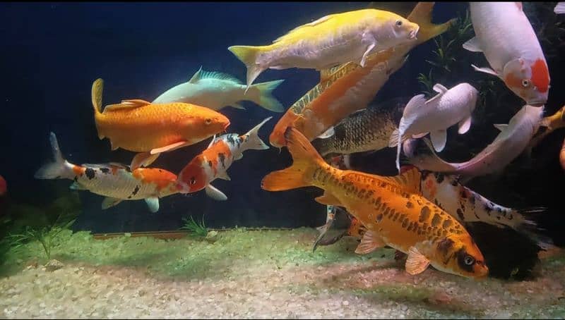 Koi fish (upto 2ft) 2