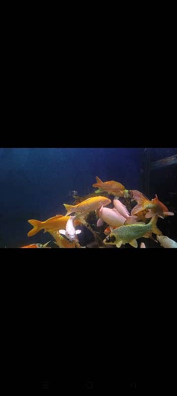 Koi fish (upto 2ft) 3