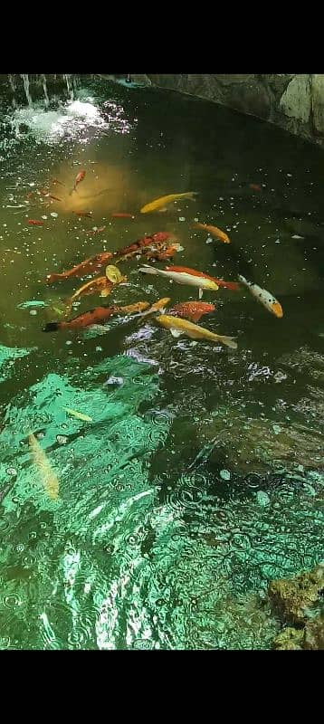 Koi fish (upto 2ft) 4