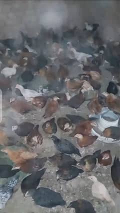 03051918281