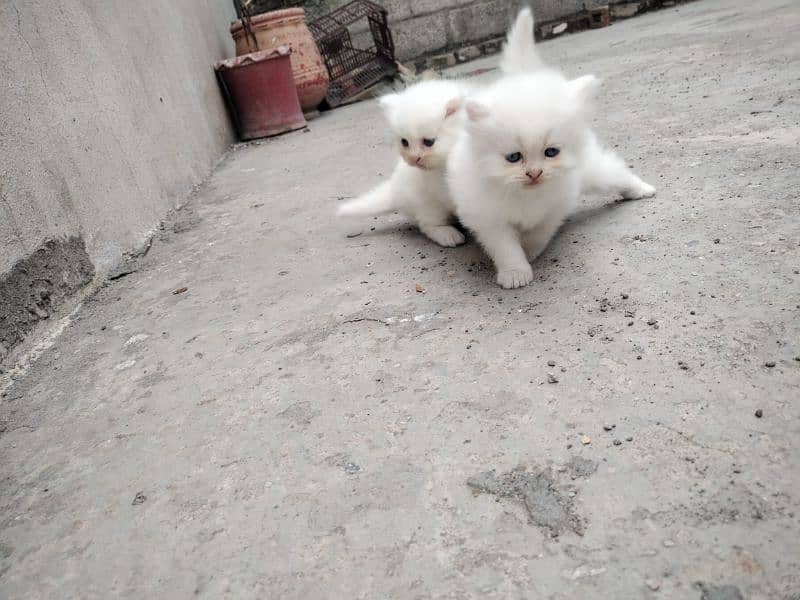 Persian kittens 0