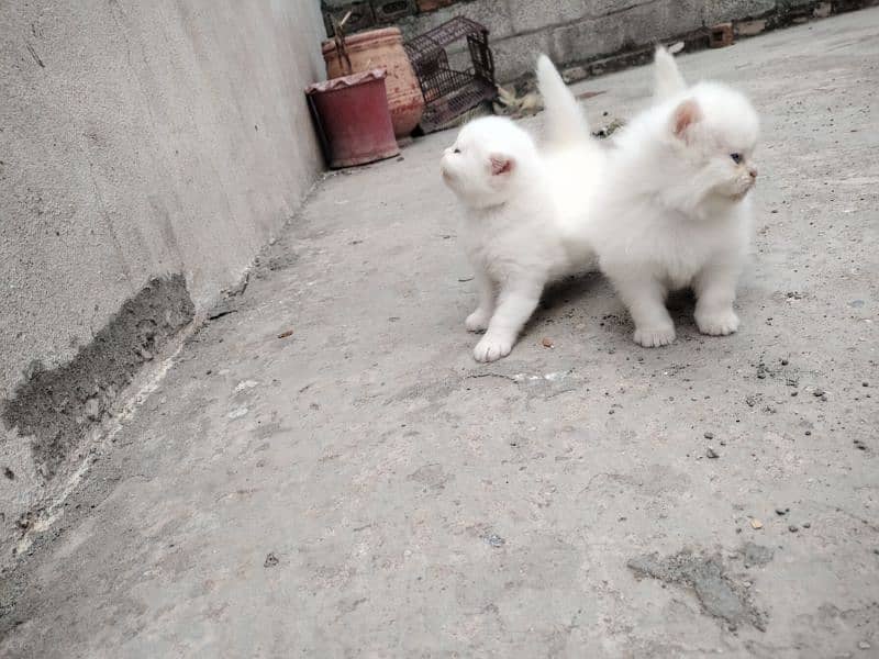 Persian kittens 1