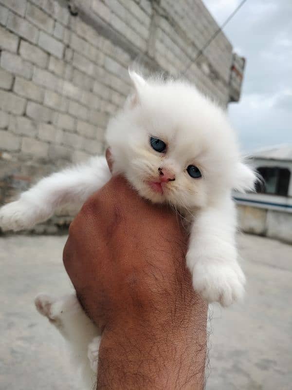 Persian kittens 3