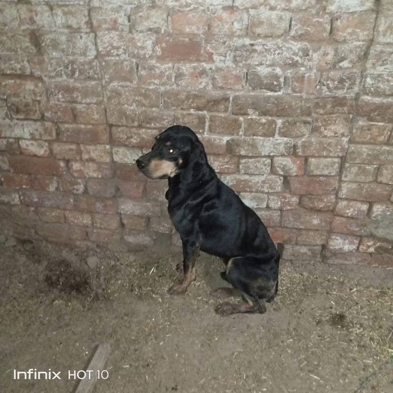 British Labra | Puppies | labrador | Dog | Labra Puppy | Labra 1