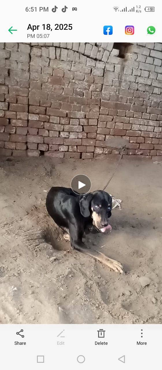British Labra | Puppies | labrador | Dog | Labra Puppy | Labra 4