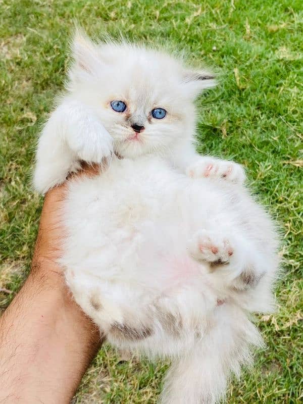 3 parsian kittens available 2