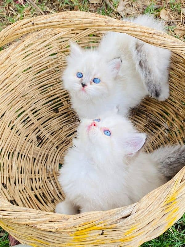 3 parsian kittens available 3