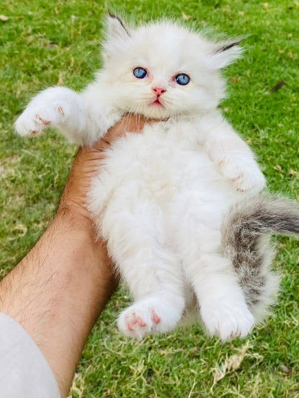 3 parsian kittens available 4