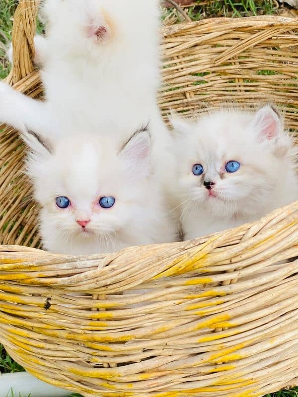 3 parsian kittens available 5