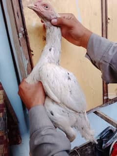 03231653340 Aseel hen white urgent for sale 03231653340 call please
