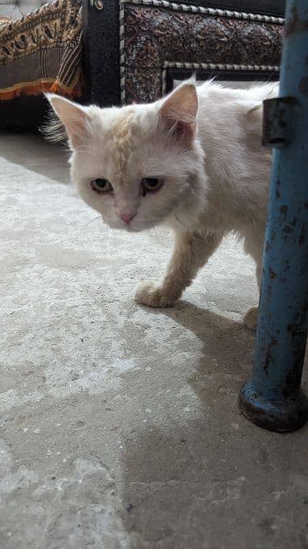 male Persian cat available for adoption 1