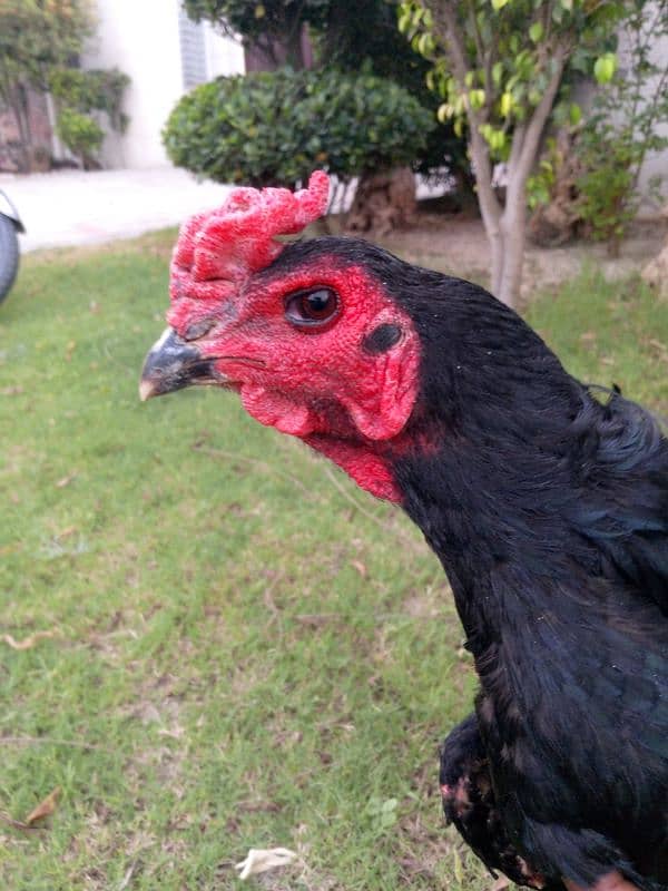 Aseel barhmi hens for sale 0