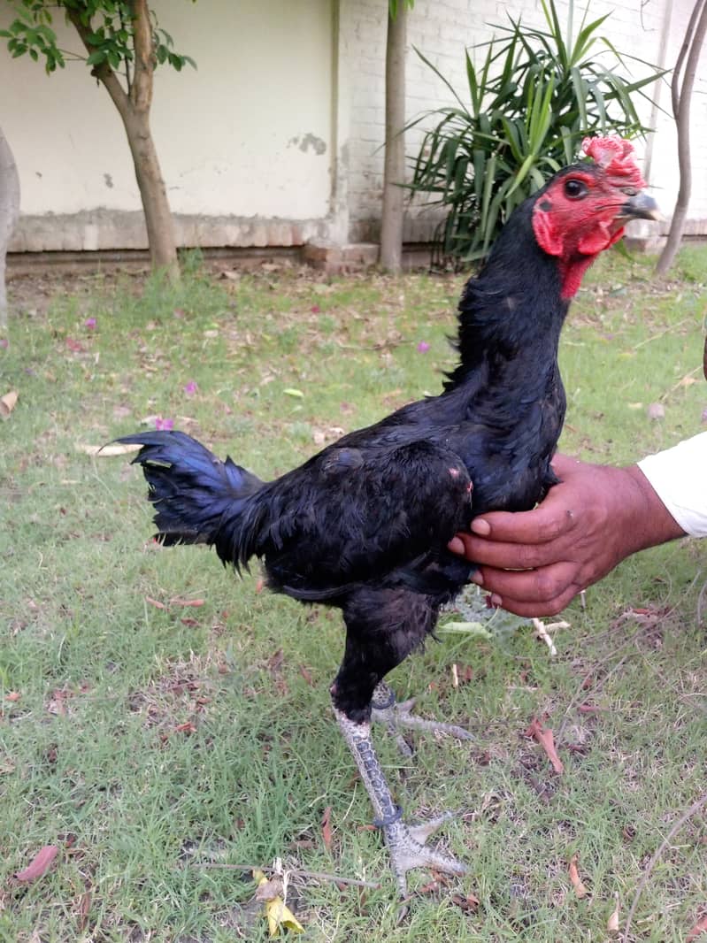 Aseel barhmi hens for sale 8