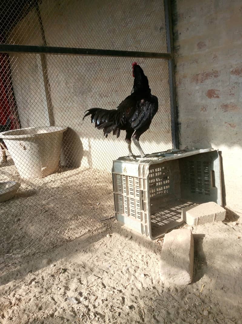 Aseel barhmi hens for sale 10