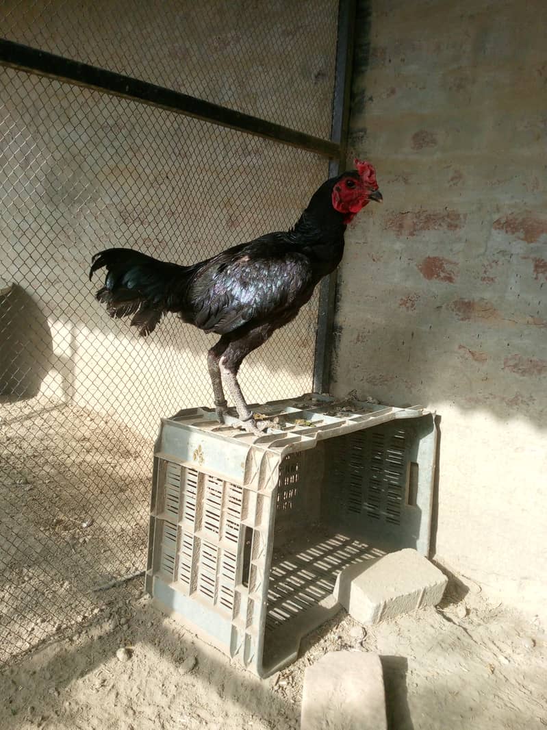 Aseel barhmi hens for sale 11