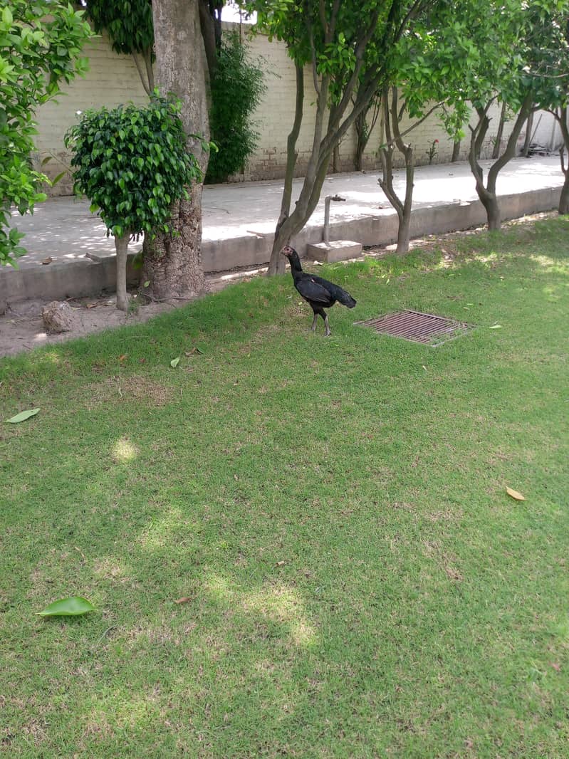 Aseel barhmi hens for sale 13
