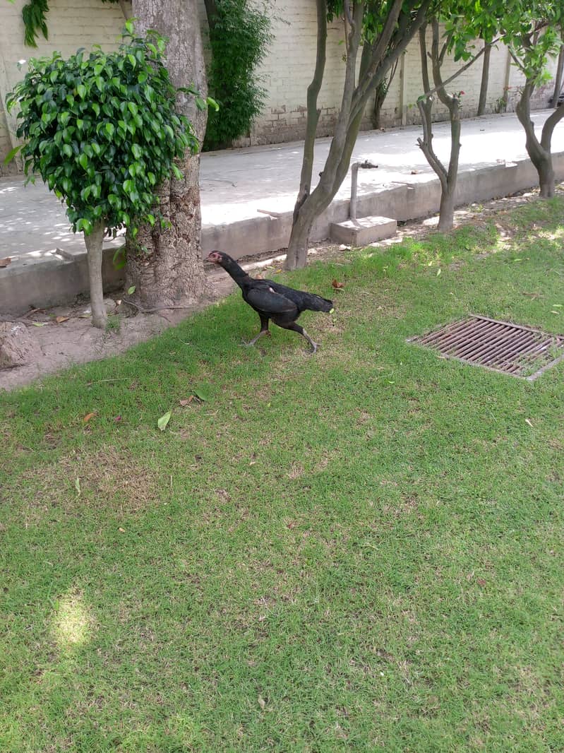 Aseel barhmi hens for sale 14