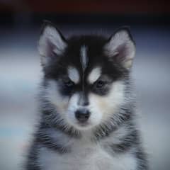 Siberian Husky Pedigree Puppies | Husky Puppy
