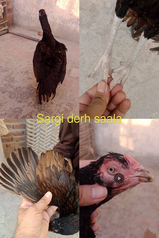 Mianwali breed pathey pathyan or pakki breeder Madian 2