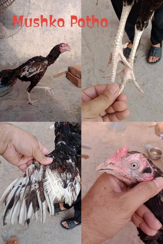 Mianwali breed pathey pathyan or pakki breeder Madian 6