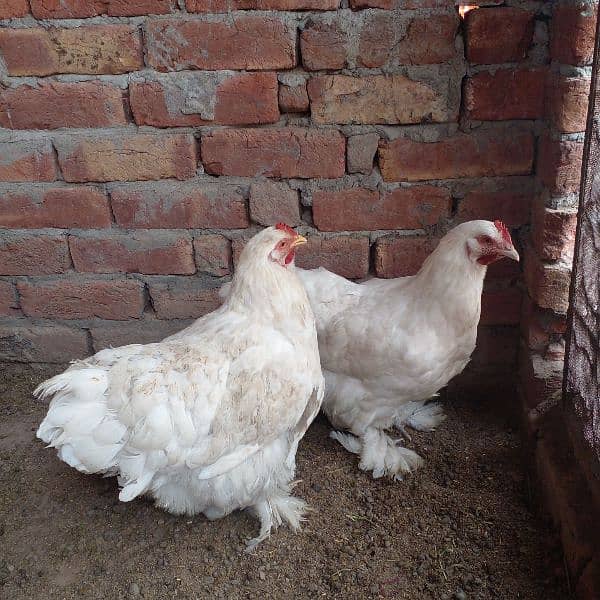 2white puff ,2golden puff, 2