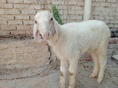 sheep