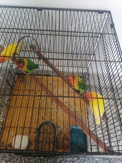 lovebirds