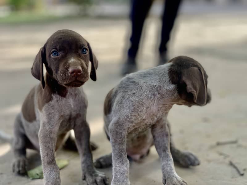 German pointer puppies 0